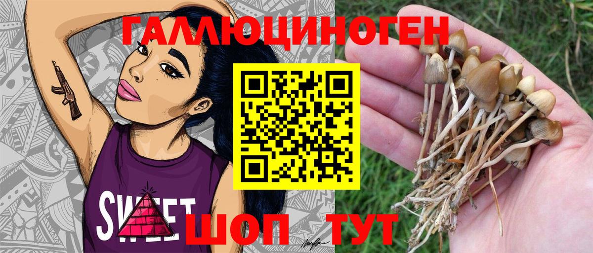 Псилоцибиновые грибы Psilocybe Кулебаки